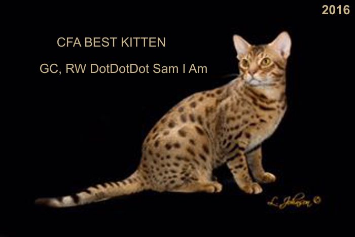 CH, RW, AC Wildtracks Calvacados Best Ocicat Kitten 2015